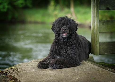 Balooga, a Marshview Portuguese Water Dog
